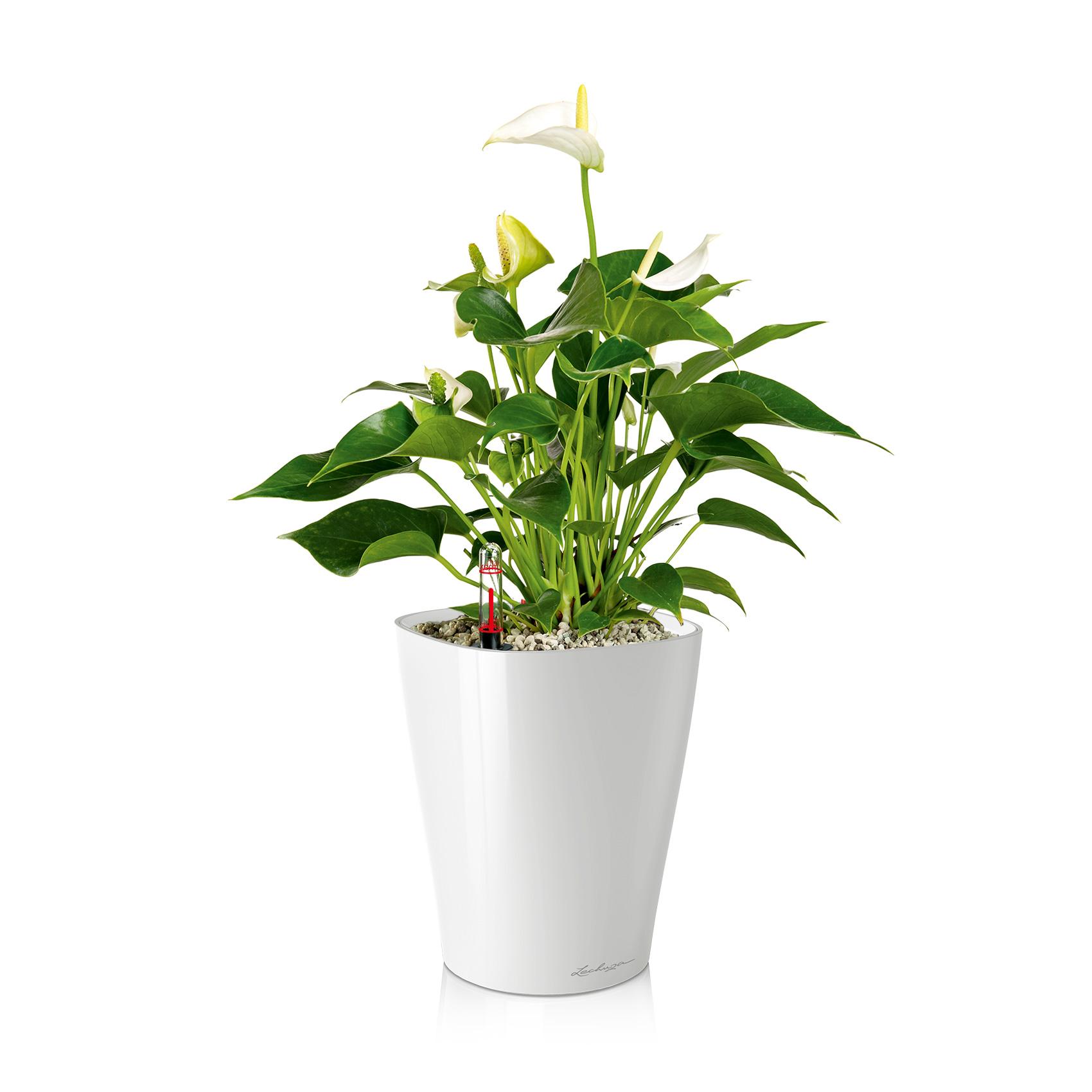 MINI-DELTINI white high-gloss